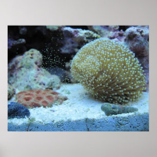 Colourful Coral in saltwater aquarium print poster