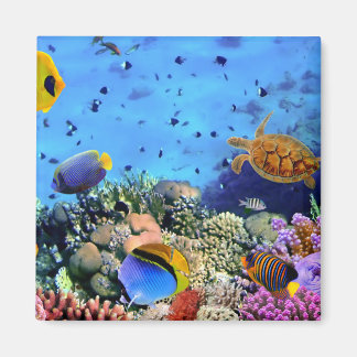 Colourful Coral Reef Critters Magnet