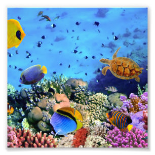 Colourful Coral Reef Critters Photo Print