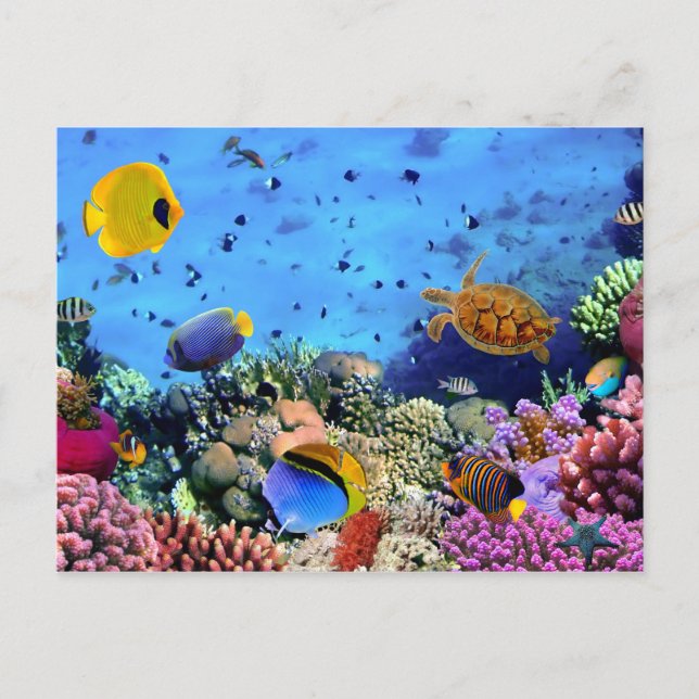 Colourful Coral Reef Critters Postcard (Front)