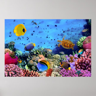 Colourful Coral Reef Critters Poster