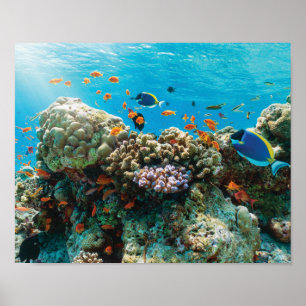 Colourful Coral Reef with Tropical Fishes Poster