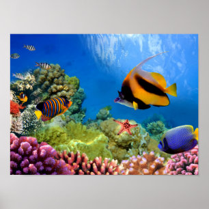Colourful Coral & Tropical Fish Poster