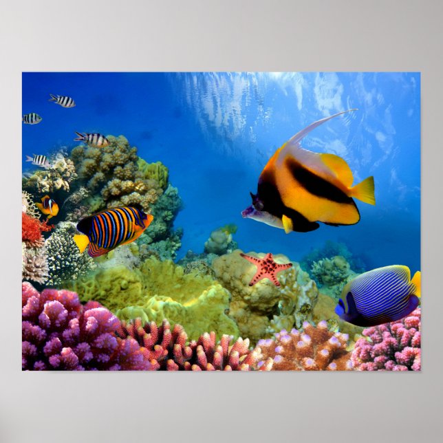 Colourful Coral & Tropical Fish Poster (Front)