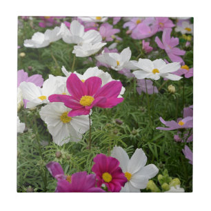 Colourful cosmos flower garden tile