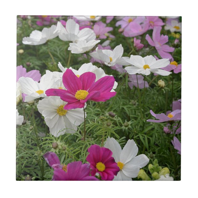 Colourful cosmos flower garden tile (Front)