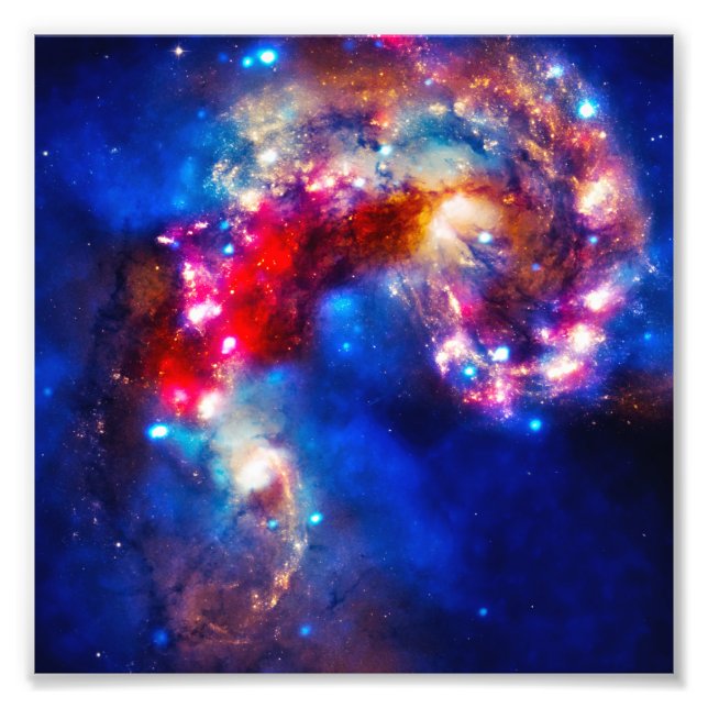 Colourful Cosmos Photo Print (Front)