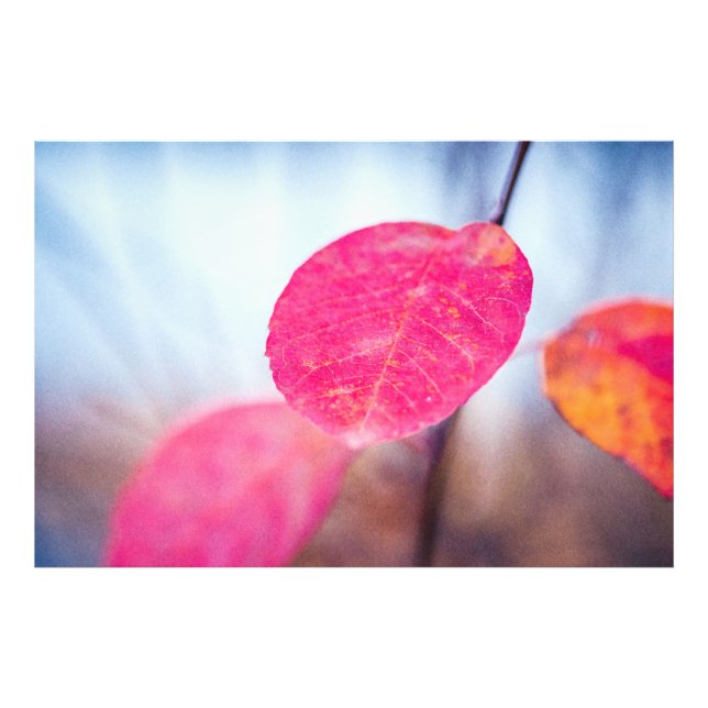 Colourful Cotoneaster Leaves Photo Print (Front)