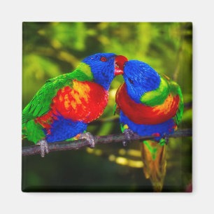 Colourful Couple of Kissing Parrots Magnet