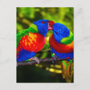 Colourful Couple of Parrots Postcard