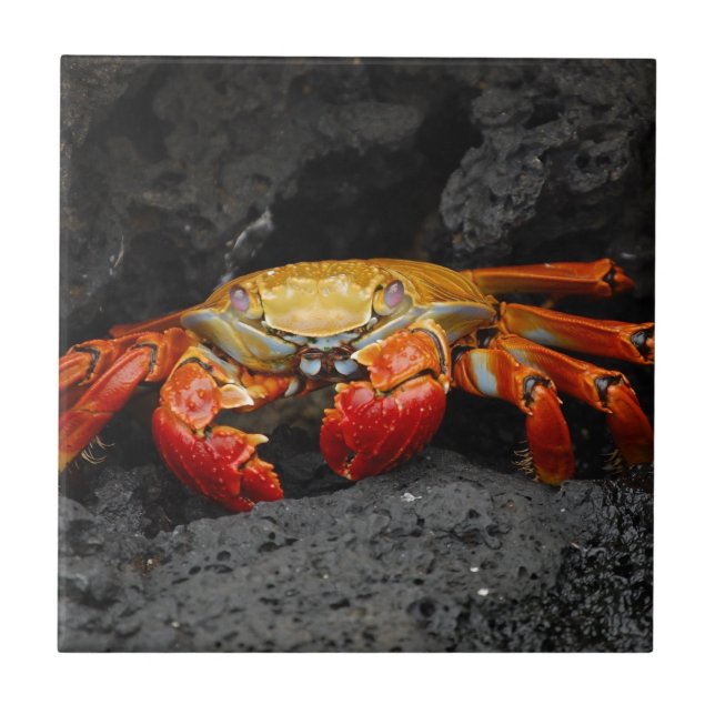 Colourful Crab Ceramic Tile (Front)