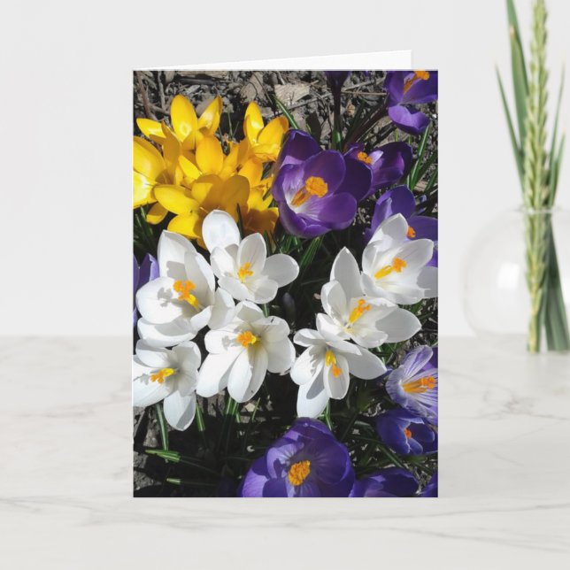 Colourful Crocus Spring Flowers Blank Card (Front)