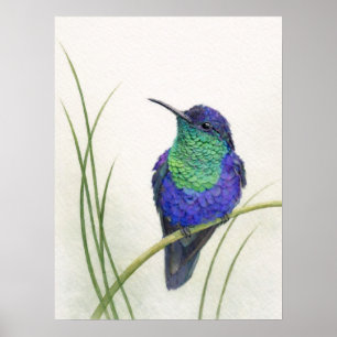 Colourful Crowned Woodnymph Hummingbird  Poster