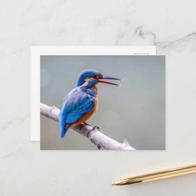 Colourful Cute Common Kingfisher Postcard (Front/Back In Situ)