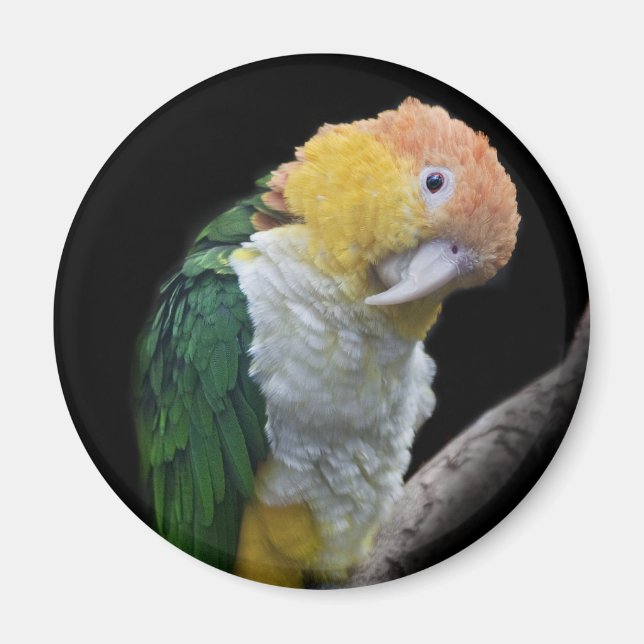 Colourful Cutie Magnet (Front)