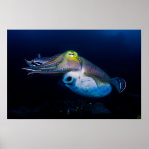Colourful Cuttlefish Poster