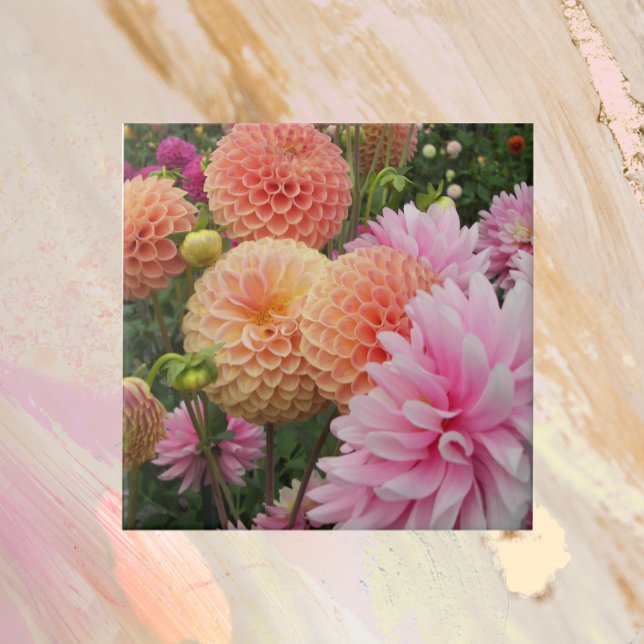 Colourful Dahlia Garden Floral Ceramic Tile (In Situ)