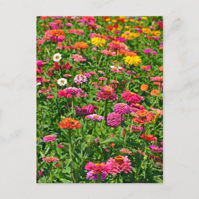 Colourful dahlias garden postcard (Front)