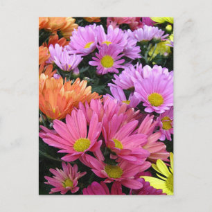 Colourful Daisies Photo Art Postcard