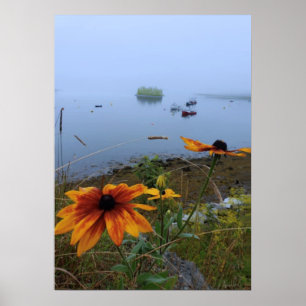 Colourful Daisy, Lubec Maine Poster