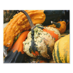 Colourful Decorative Gourds Close Up Fall 8x10 Photo Print