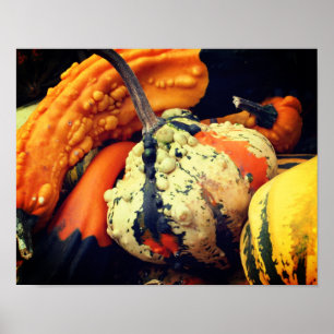 Colourful Decorative Gourds Close Up Fall Poster