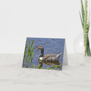 Colourful Duck Notecard