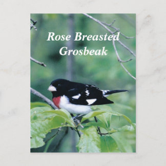 Colourful Dude, Rose Breasted Grosbeak Postcard