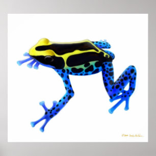 Colourful Dyeing Poison Frog Print