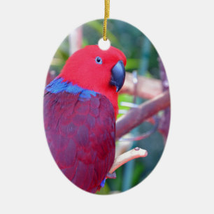 Colourful eclectus parrot ceramic ornament