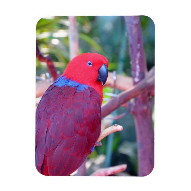 Colourful eclectus parrot magnet (Vertical)