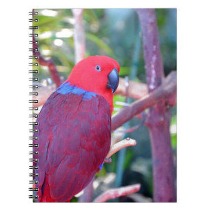 Colourful eclectus parrot notebook