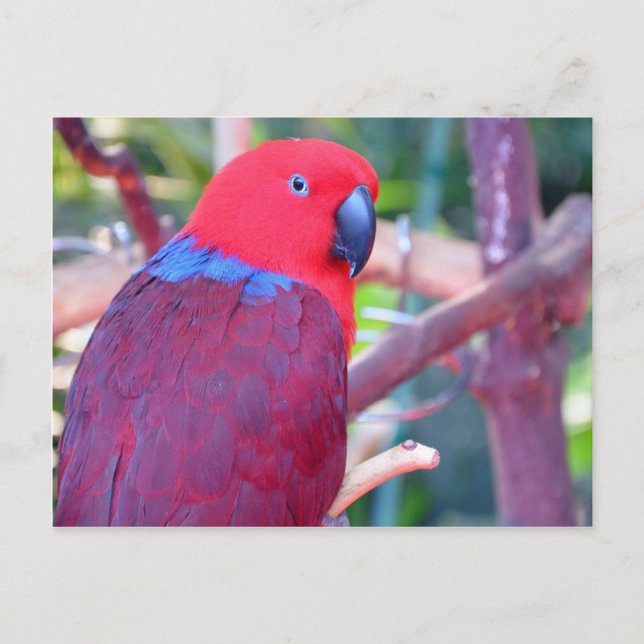 Colourful eclectus parrot postcard (Front)