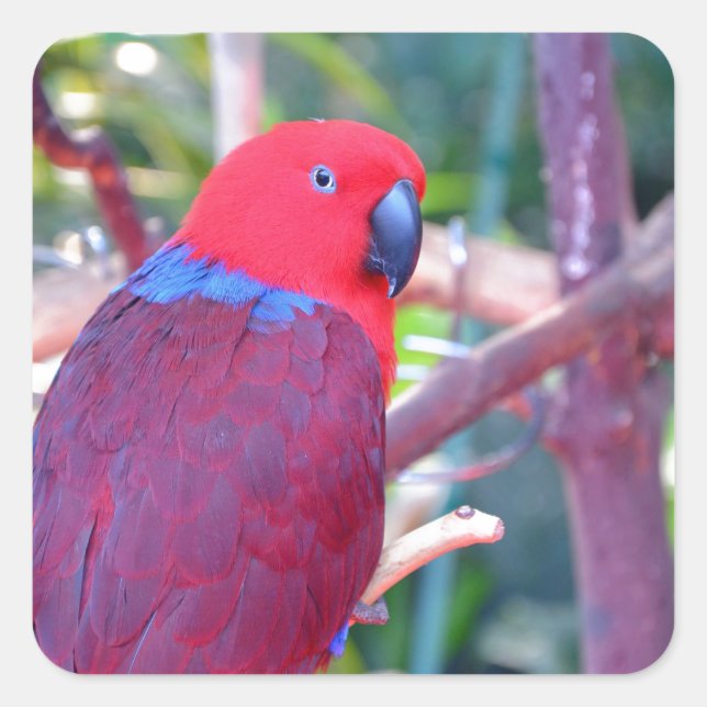 Colourful eclectus parrot square sticker (Front)