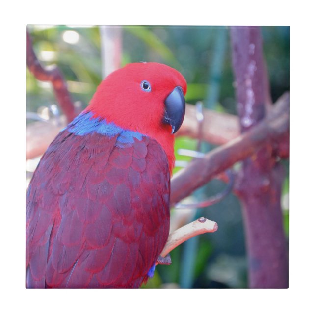 Colourful eclectus parrot tile (Front)