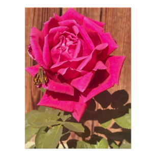 Colourful Elegant Pink Floral Pink Flower Poster