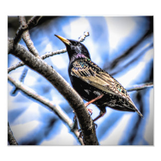 Colourful European Starling Photo Print