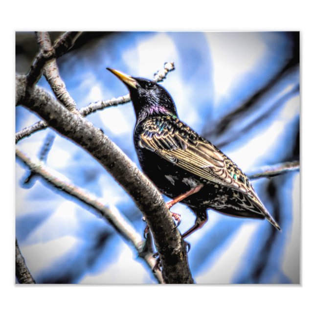 Colourful European Starling Photo Print (Front)