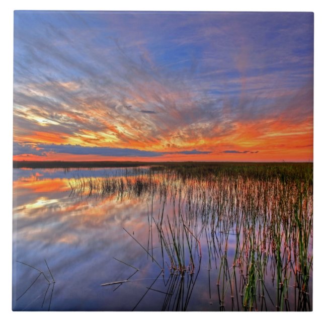 Colourful Everglades, Florida, Ceramic Tile (Front)