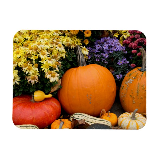 Colourful fall decorative pumpkin display magnet (Horizontal)