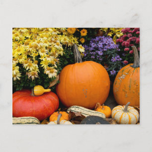 Colourful fall decorative pumpkin display postcard