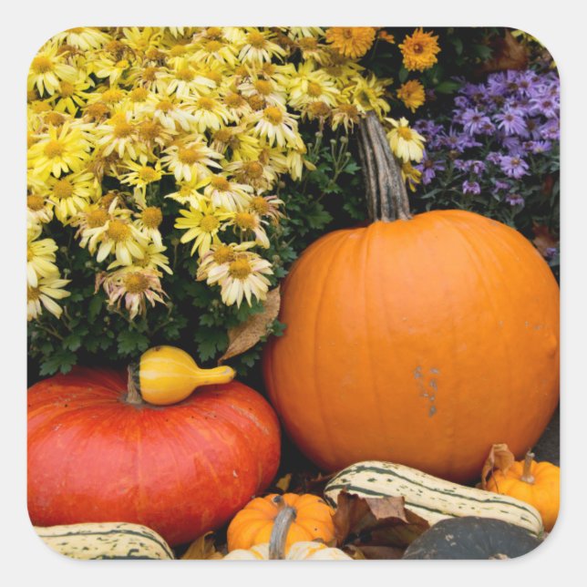 Colourful fall decorative pumpkin display square sticker (Front)