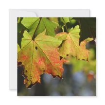 Colourful fall leaves