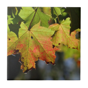 Colourful fall leaves ceramic tile
