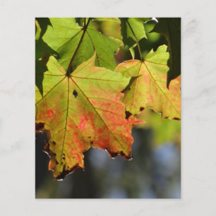 Colourful fall leaves flyer