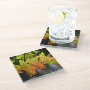 Colourful fall leaves glass coaster