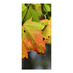 Colourful fall leaves rack card