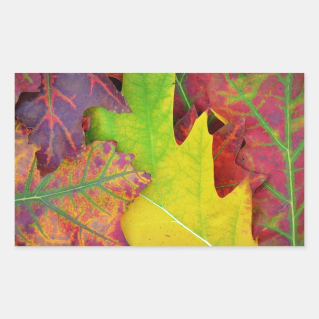 Colourful Fall Leaves Rectangular Sticker (Front)