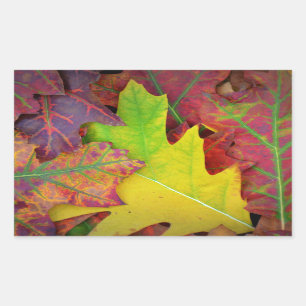 Colourful Fall Leaves Rectangular Sticker