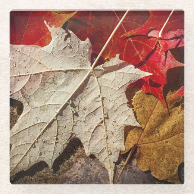 Colourful Fall Maple Leaves Floating Glass Coaster (Front)